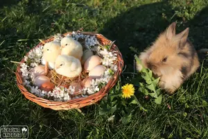 Piščančki in zajček